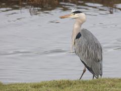 20190207 Blauwe reiger Een gewone blauwe reiger. Of is ie eigenlijk niet zo gewoon. Immers zeg nu zelf, is ie mooi of is ie mooi. Geen toeval dat die veerjtes zo piekerig zitten, hoort bij een schoonheidsplan.