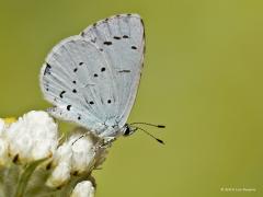 20180723 Boomblauwtje Hij, of zij, vliegt weer rond bij ons in de tuin, het boomblauwtje. In tegenstelling tot andere blauwtjes heeft dit blauwtje geen grote zwarte stippen met lichte omranding. Ook is er geen oranje aanwezig wat bij bijvoorbeeld icarusblauwtje, bruin blauwtje en heideblauwtje wel opvallend is. Ook het feit dat dit blauwtje in de tuin vliegt, geeft al een duidelijke aanwijzing. Het icarusblauwtje is een echte graslandvlinder, die bijvoorbeeld veel in bloemrijke bermen vliegt. Datzelfde geld