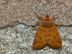 20190313 Bosbesuil Deze best mooie nachtvlinder vliegt van begin september tot half november en na de overwintering van eind januari tot eind mei. Elk jaar maar één generatie. Soms is de vlinder ook actief tijdens milde winterdagen. De naam is gekozen om de volgende redenen; konistra is een plaats met veel stof, een arena, dat wijst op de spikkels op de vleugels en vaccinium is het plantengeslacht bosbes, en dat ie een mogelijke voedselplanten.