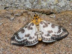 20170515 Bonte brandnetelmot Dit mooie vlindertje wordt ook wel enkel brandnetelmot genoemd maar beter is de toevoeging 'bonte' er bij te zetten want er bestaat ook een ander brandnetelmotje. Te weten de Anthophila fabriciana, die kleiner en minder mooi is. Deze bonte brandnetelmot is een heel algemene micronachtvlinder, die in het hele land voorkomt. Opzoeken in een vlindergids valt soms tegen omdat bij de verkeerde families wordt gezocht. Men heeft nogal eens niet in de gaten dat hij tot de grasmotten beh