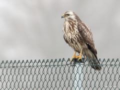 20190130 Buizerd Zundert heeft sinds enkele jaren een klein industrieterreintje naast de Ardo, de oude Groko. Nog lang niet alle grond is door nieuwe bedrijven bezet. Wel komt er een en ander aan, zo is een perceel al afgezet met een hekwerk. Op dat hekwerk is deze buizerd vaak te vinden. De braakliggende grond is kennelijk nog geschikt voor het vinden van wat eten. Wat voedsel betreft is de buizerd een flexibele vogel en een opportunist; hij eet wat voorhanden is. Vandaar ook z'n brede verspreiding. Veldmu
