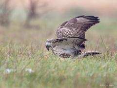 20190201 Buizerd De buizerd bij de oude Groko liet zich goed zien, kon hem in verschillende poses fotograferen. Ik zag niet dat ie een prooi had, waarschijnlijk ging het om regenwormen? In de lucht is het steeds een prachtig gezicht deze grote vogel vind ik.