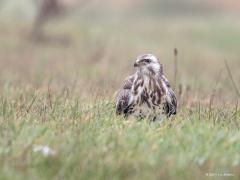 20190201 Buizerd De buizerd bij de oude Groko liet zich goed zien, kon hem in verschillende poses fotograferen. Ik zag niet dat ie een prooi had, waarschijnlijk ging het om regenwormen? In de lucht is het steeds een prachtig gezicht deze grote vogel vind ik.