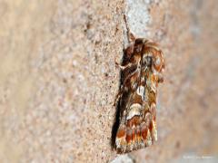 20170330 Dennenuil Deze nachtvlinder fotografeerde ik op 8 maart en behoort tot de grootste familie onder de nachtvlinders, tot de "Uilen (NOCTUIDAE)". Het is een van de weinige uilen die echt rode tinten laat zien. Hij komt algemeen voor, vooral voor in de duinen en op de zandgronden in het binnenland. Elders af en toe een waarneming en is ie kwetsbaar. Hij voelt zich thuis in naaldbossen, parken en tuinen en eet van diverse naaldbomen, waaronder vooral grove den; soms europese lork. Vliegen doet ie van be
