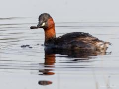 20170528 Dodaars Misschien is het in de stad anders maar hier in de vrije natuur is de dodaars schuw. Ik betrap hier ons kleinste fuutje dan ook omdat ik verscholen onder een camouflagedoek zat bij een ven op De Oude Buisse Heide. En, heeft ie hier niet een huisje van een kokerjuffer in zijn snavel? Kokerjuffers vormen het larvenstadium van schietmotten. Een Schietmot is niet een soort nachtvlinder, al lijkt het daar veel op. Het bijzondere van de Schietmot is de levenscyclus. Het vrouwtje zoekt de waterkan