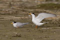 20120517 Dwergstern