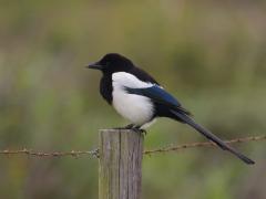 20120602 Ekster