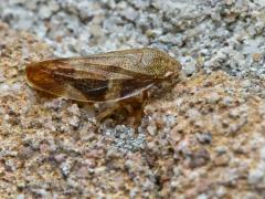 Tuin / 20140907