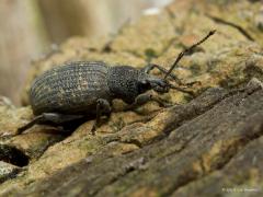 20180812 Gegroefde lapsnuitkever / Otiorhynchus sulcatus Heb je een taxus in de tuin staan dan kan je nu deze taxuskever tegen komen. Deze kever is ongeveer 9 tot 11 millimeter groot en leidt een verborgen bestaan. Overdag schuilen ze en ‘s nachts vreten ze aan bladeren. Taxuskevers planten zich parthenogetisch voort. Dat wil zeggen, dat ze geen paring nodig hebben om zich te vermenigvuldigen. De stadia van ontwikkeling zijn: ei, larve, pop, kever. Nadat de kevers uitgekomen zijn, meestal vanaf april, hebbe
