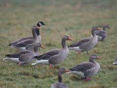 20170207Grauwe gans