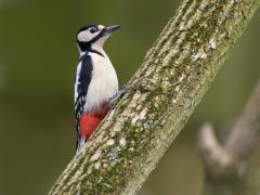 20130306 Grote bonte specht