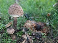 20191123 Grote parasolzwam Toen ik naar schoonmoeder reed vielen me een aantal bruine vlekken op langs de weg met eikenbomen. Net voorbij de sloot in een wei bleken echt grote paddenstoelen te staan. Ik heb geen verstand van paddenstoelen maar ik denk dat het grote parasolzwammen waren. Leuk om te zien hoe de verschillende verschijningsstadia zo dicht bij elkaar staan. Van beginnend knuppeltje tot grote paraplu. De steel van de grote parasolzwam is duidelijk bruin getijgerd. De jonge grote parasolzwammen zi
