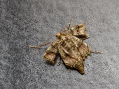 20170307 Grote voorjaarsspanner Enkele jaren heb ik intensief gelet op nachtvlinders die bij de buitenlamp kwamen zitten. Zo vond ik ook deze en bij grote uitzondering ook het vleugelloze vrouwtje van deze soort. De voorvleugellengte van het mannetje is 16-20 mm. Is bruinachtig en nogal variabel van kleur en tekening. Is echter goed herkenbaar aan de opvallende rij zwarte stippen langs de achterrand van de voor- en achtervleugel. Van de centrale dwarslijnen zit in de buitenste een dubbele knik terwijl d