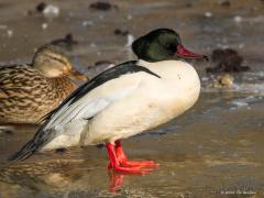 20120211 Grote zaagbek