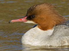 20120211 Grote zaagbek