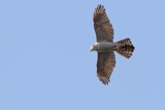 20120323 Havik