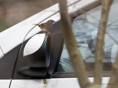 20190223 Heggenmus Een zachte winter, mooi weer, het voorjaar meldt zich. Dat voorjaar is in het koppie van deze heggenmus gekropen. De hormonen werden opgestart en nu is ie kwaad op van alles. Ook op zijn eigen spiegelbeeld dat ie ziet in de autoruit en in de autospiegel. We zagen de heggenmus allemaal bezig bij die spiegel. Om de zoveel minuten kwam ie zich even druk maken, de poepjes op de spiegel verraden dat ook. Toch maar geprobeerd er een foto van te maken. Daarom voorzichtig met camera de tuin in ge