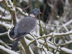 20101219 Houtduif