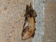 20170507 Kameeltje Dit is een nachtvlinder, je ziet hem niet overdag maar wel soms 's nachts bij je buitenlamp. Verschillende nachtvlinders hebben frappante namen, deze ook zou ik zeggen. Die naam is ontleent aan de vorm van de rups, met wat fantasie daarbij natuurlijk. In de rups is de vorm van een kameeltje te herkennen. De vlinder behoort tot de familie van de tandvlinders. Dat is terug te zien aan een soort tand aan de vleugelrand.