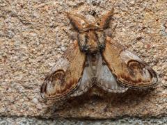 20150507 Peper-en-zoutvlinder Dit is een nachtvlinder, je ziet hem niet overdag maar wel soms 's nachts bij je buitenlamp. Verschillende nachtvlinders hebben frappante namen, deze ook zou ik zeggen. Die naam is ontleent aan de vorm van de rups, met wat fantasie daarbij natuurlijk. In de rups is de vorm van een kameeltje te herkennen. De vlinder behoort tot de familie van de tandvlinders. Dat is terug te zien aan een soort tand aan de vleugelrand.