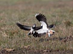 20170331 Kievit We hebben nog maar veel te weinig goede natuur in Nederland. Ook de kieviten merken dat. Ze moeten strijd leveren om een klein stukje grond dat ze hun thuis willen noemen om daar genoeg voedsel te kunnen vinden voor hun toekomstige kuikens. Ik zag zo'n gevecht. Het ging er niet mals aan toe. Hier een vijftal foto's daarvan.