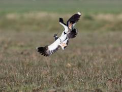 20170331 Kievit We hebben nog maar veel te weinig goede natuur in Nederland. Ook de kieviten merken dat. Ze moeten strijd leveren om een klein stukje grond dat ze hun thuis willen noemen om daar genoeg voedsel te kunnen vinden voor hun toekomstige kuikens. Ik zag zo'n gevecht. Het ging er niet mals aan toe. Hier een vijftal foto's daarvan.