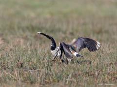 20170331 Kievit We hebben nog maar veel te weinig goede natuur in Nederland. Ook de kieviten merken dat. Ze moeten strijd leveren om een klein stukje grond dat ze hun thuis willen noemen om daar genoeg voedsel te kunnen vinden voor hun toekomstige kuikens. Ik zag zo'n gevecht. Het ging er niet mals aan toe. Hier een vijftal foto's daarvan.