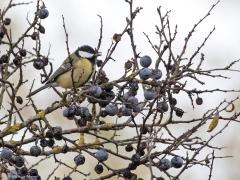 20191130 Sleedoorn / Prunus spinosa / Koolmees In Sprundel 