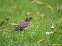 20191111 Koperwiek De koperwiek behoort tot de familie van de lijsters en onderscheid zich o.a. door een koperrode vlek bij de oksels. Deze vogel is waarschijnlijk een jonge vogel waarbij die vlek nog niet zo sterk aanwezig is? De vlek zie je in de vlucht overigens het best. Eind september duiken de eerste koperwieken in het najaar als doortrekker of wintergast op. In oktober zijn ze het talrijkst bij ons. Half oktober vindt bij naar noord draaiende winden soms massale trek plaats (overdag en 's nachts), zo
