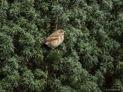 20191121 Koperwiek Ik kan iedereen aanraden om in de tuin een taxus te planten. Doe dat wel voor je veertigste zodat je als je meer tijd krijgt vanwege je pensioen, fijn kunt genieten van bijvoorbeeld lijsters die van de rode bessen komen eten. De taxus groeit langzaam daarom er vroeg mee beginnen. De koperwiek is ook een lijster, lijsters zijn extra dol op de rode bessen.