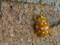 20170512 Meeldauwlieveheersbeestje Er bestaan heel veel kevers want is de kever niet het meest succesvolle insect ter wereld? Iedereen kent het gewone lieveheersbeestje maar ken je ook deze onranje uitvoering met witte stippen? Ik vond deze Coccinellidae 's nachts op de muur bij de buitenlamp toen ik daar naar nachtvlinders zocht die op het licht van de lamp waren afgekomen. Kennelijk komen ook een aantal kevers op licht af. Dit lieveheersbeestje eet geen bladluizen maar een plantenschimmel genaamd meeldauw
