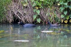 Meerkoet en Waterhoen / Fulica atra en Gallinula chloropus / 20190606 Als je langs de beek gaat zitten komen vast deze twee uiterst succesvolle vogels voorbij gezwommen. Vooral die meerkoet is een vogel die erg succesvol is, in die zin dat ie veel aanwezig is in Europa, Noord-Afrika, Azië en Australië. Bij ons waren in 2015 ca. 140.000 broedparen aanwezig. Buiten de broedtijd komen er grote groepen doortrekkers en wintergasten voor. Het waterhoentje komt minder voor maar is bij ons toch ook een vaste vogel 