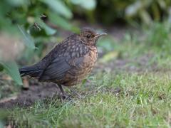 20180510 Merel