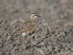 20170513 Morinelplevier Midden mei, in de voorjaarstrek, heb je de meeste maar nog steeds een kleine kans om deze zeldzame gast tegen te komen. Dankzij een melding op Waarneming.nl kon ik deze vogel in Zeeland vinden. Op een pas geploegde akker, een plaats waar ze vaak zijn om kevers, vliegen en zaden te zoeken. Dit is een juveniel. Volwassen vrouwtjes in broedkleed zijn het mooist. Dit pleviertje, ca. 21 cm lang, broedt vooral op toendra in het noorden van Eurazië, van noordelijk Europa tot noordoostelijk 