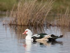 20170527 Muskuseend Een andere naam voor deze bijzondere eend is Barbarieeend. Ik kwam deze eend in maart tegen in De Krochten, hier in Zundert. Net als de Nijlgans is dit een vogel die eigenlijk niet in ons land thuis hoort. Het is een eendensoort die oorspronkelijk uit Midden- en Zuid-Amerika komt, uit een gebied dat zich uitstrekt van Mexico tot Peru. Al in Zuid-Amerika werd de wilde muskuseend gedomesticeerd en bij huis gefokt voor het vlees. In de 16e eeuw werden muskuseenden naar Europa gebracht door 