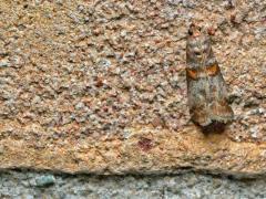 Tuin / 20150731