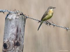 20180508 Noordse kwikstaart