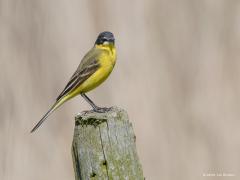 20180508 Noordse kwikstaart