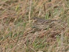 20190303 Oeverpieper Dit vogeltje zie je hier alleen in de winter. En dan ook nog eens vooral aan de kust of het deltagebied. Ik zag er enkele op de Oesterdam daar bij de Oosterschelde bij BoZ. De oeverpieper heeft een vrij donker verenkleed met weinig contrast. Elke winter komen enkele 1000-en vogels uit Scandinavië naar Nederland om aan de kust te overwinteren.