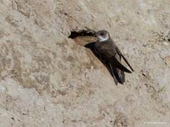 20170423 Oeverzwaluw (Riparia riparia) Daar waar nieuwe natuur wordt aangelegd en waar de moeite en de kosten worden genomen om een zandwal aan te leggen, daar is de kans groot dat er een groepje leuke kleine zwaluwen daar op zomervakantie komen om kindjes te maken en groot te brengen. Dat gebeurde ook toen het Waterschap de waterberging De Boontuinen aan legde hier in Zundert langs de Aa of Weerijs. Erg ...