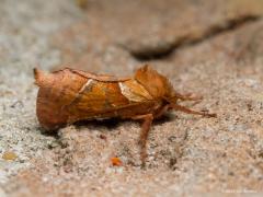 20190802 Oranje wortelboorder Deze best mooie nachtvlinder vliegt op dit moment weer rond. De naam is ontleend uit de kleur van de mantel van de mot en uit het gedrag van de rups. Die rups boort namelijk gangetjes in de wortels van planten. Dat is een kenmerk van deze familie 'Hepialidae'. Van de ruim 600 soorten wortelboorders die wereldwijd voorkomen, komen er slechts vijf in Nederland voor. Ze hebben langwerpige vleugels die in rust bijna verticaal tegen het lichaam worden gehouden. De vlinders vliegen v