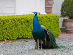 20120428 Pauw