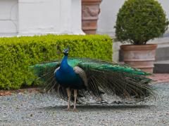 20120428 Pauw