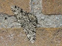 20170505 Peper-en-zoutvlinder Dit is een nachtvlinder uit de familie van de 'spanners / geometridae' met een heel leuke naam. Dat peper en zout in de naam is op twee manieren uit te leggen; of weinig zout tussen het peper, en zo een zwarte vlinder, of weinig peper tussen het zout, en zo een witte vlinder. De vlinder is zeer algemeen en komt verspreid over het land voor in bossen, struwelen, parken en tuinen, ook in stedelijke omgeving. Hij eet van diverse loofbomen, komt op licht, daarom kon ik deze vlinder
