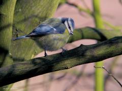 20081226 Pimpelmees