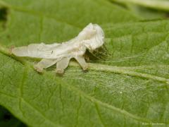 20170530 Piramidevlinder Niet ver van het blad waarop ik de rups van de piramidevlinder vond, vond ik een blad met iets er op. Na goed kijken was het duidelijk, dit was de huid van deze rups na een vervelling. De rups had daar dus zijn te klein geworden jas uitgedaan. Frappant eigenlijk, die rups is zo geavanceerd dat ie zich kan ombouwen tot vlinder, maar een huid die lekker mee groeit, die kan ie niet maken. Een aantal malen vervellen is het gevolg. Eigenlijk niet echt handig want bij het vervellen zijn z