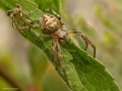 20170708 Rietkruisspin Deze wielwebspin kwam ik tegen bij de Boontuinen. Spinnen groeien uit hun vel en moeten af en toe vervellen. Hier is een restje van zo'n uitgeschoten vel te zien. De vrouwtjes zijn vaak groter dan de mannetjes bij spinnen, hier ook, de vrouwtjes bereiken een lichaamslengte van 13 millimeter, de mannetjes worden niet groter dan 8 mm. Deze spin wordt gevonden in vochtige gebieden, met name bij water. Het web wordt gespannen tussen het gras of in lage struiken.