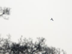 20090321 Rode wouw