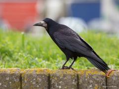 20190330 Roek Achter hem op de A27 razen de gekleurde vrachtwagens voorbij en kleuren mooi bij het frisse voorjaarsgroen. De zwarte corvus steekt er maar sobertjes bij af. Alhoewel, hij heeft zeker meer kleur dan alleen zwart.