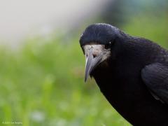 20190331 Roek Die rare snavelbasis van de roek is hier goed in beeld. Vaak hebben speciale kenmerken van een dier een speciale functie. Waarom de roek deze ongewone snavelbasis heeft is mij niet bekend. De ruwe huid is van oog tot snavel onbevederd. Ik kan er niet een twee een voordeel van inzien. Met de eetgewoontes heeft het niet te maken dacht ik? Roeken zijn net als andere kraaiensoorten flexibele eters. Ze prefereren dierlijk voedsel: regenwormen, slakken, insecten en af en toe muizen. Plantaardig voed